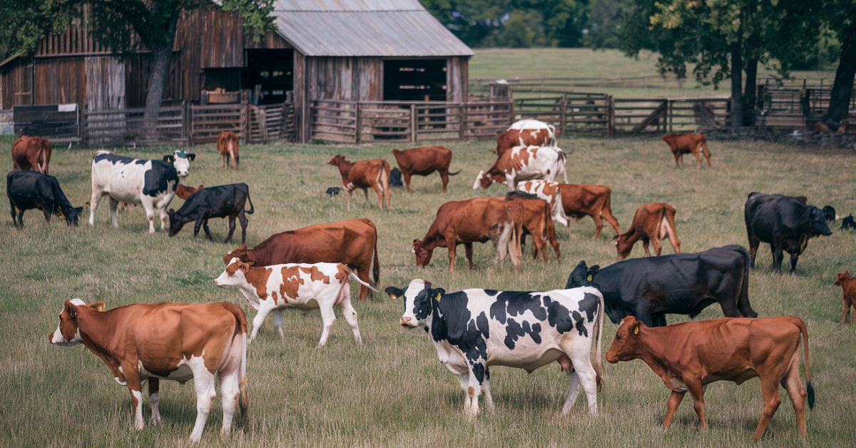 What is a head of cattle?